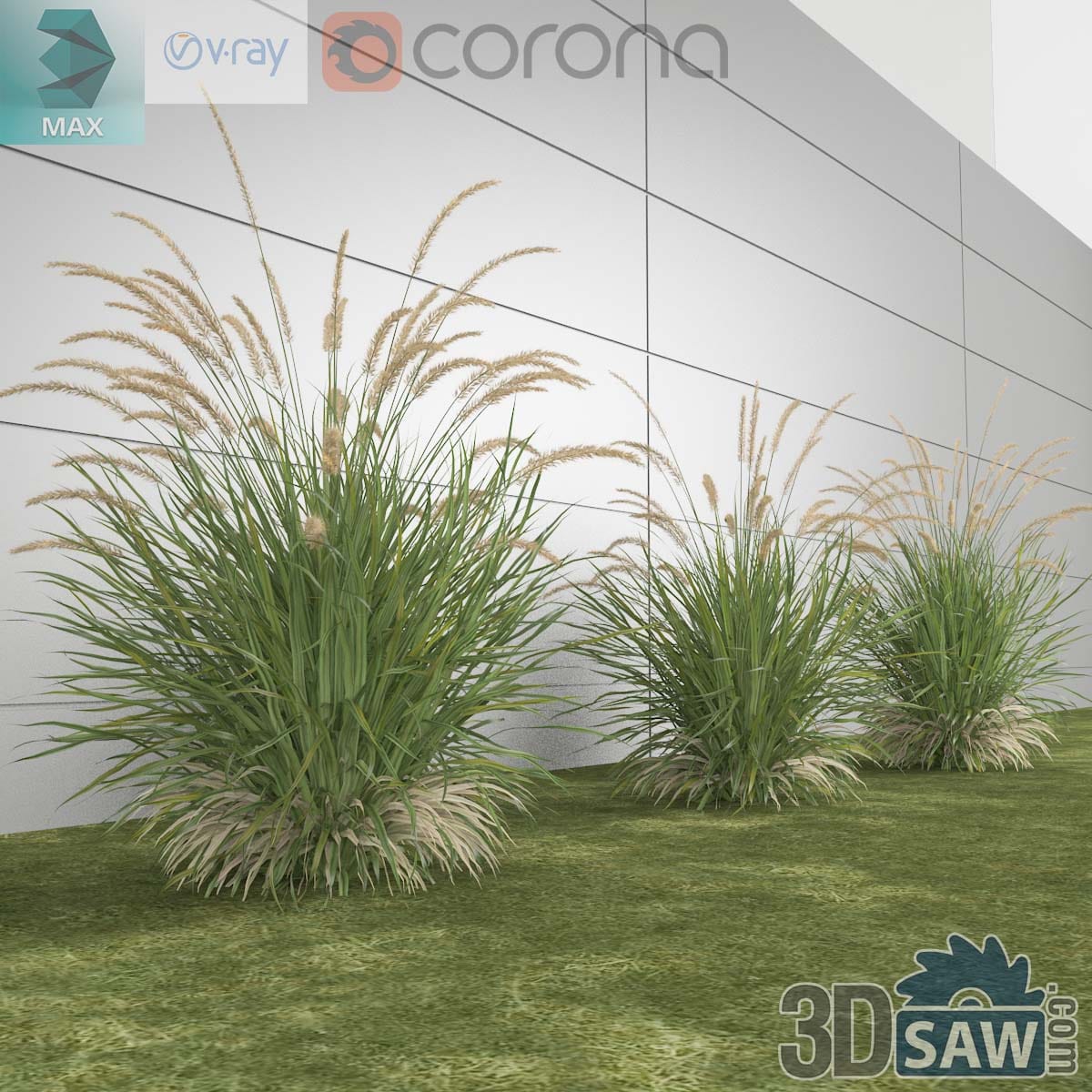 3ds Max ornamental fountain grass clumps with feathery plumes planted in a lawn by a wall