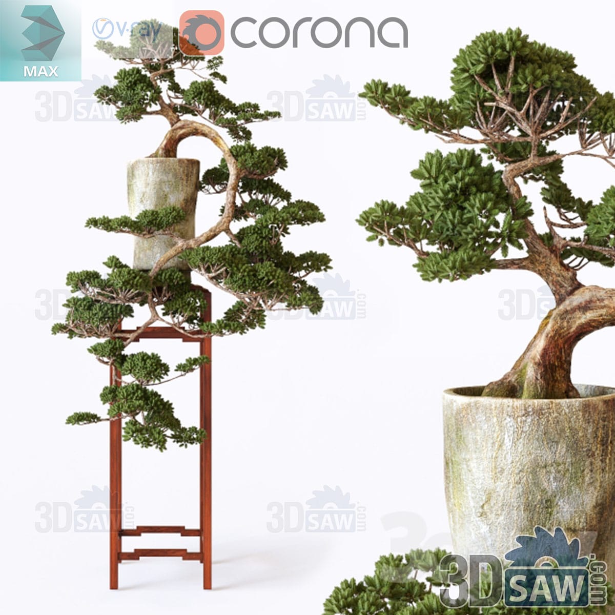 3ds Max two bonsai trees with gnarled trunks in weathered concrete and stone pots on a wood plant stand
