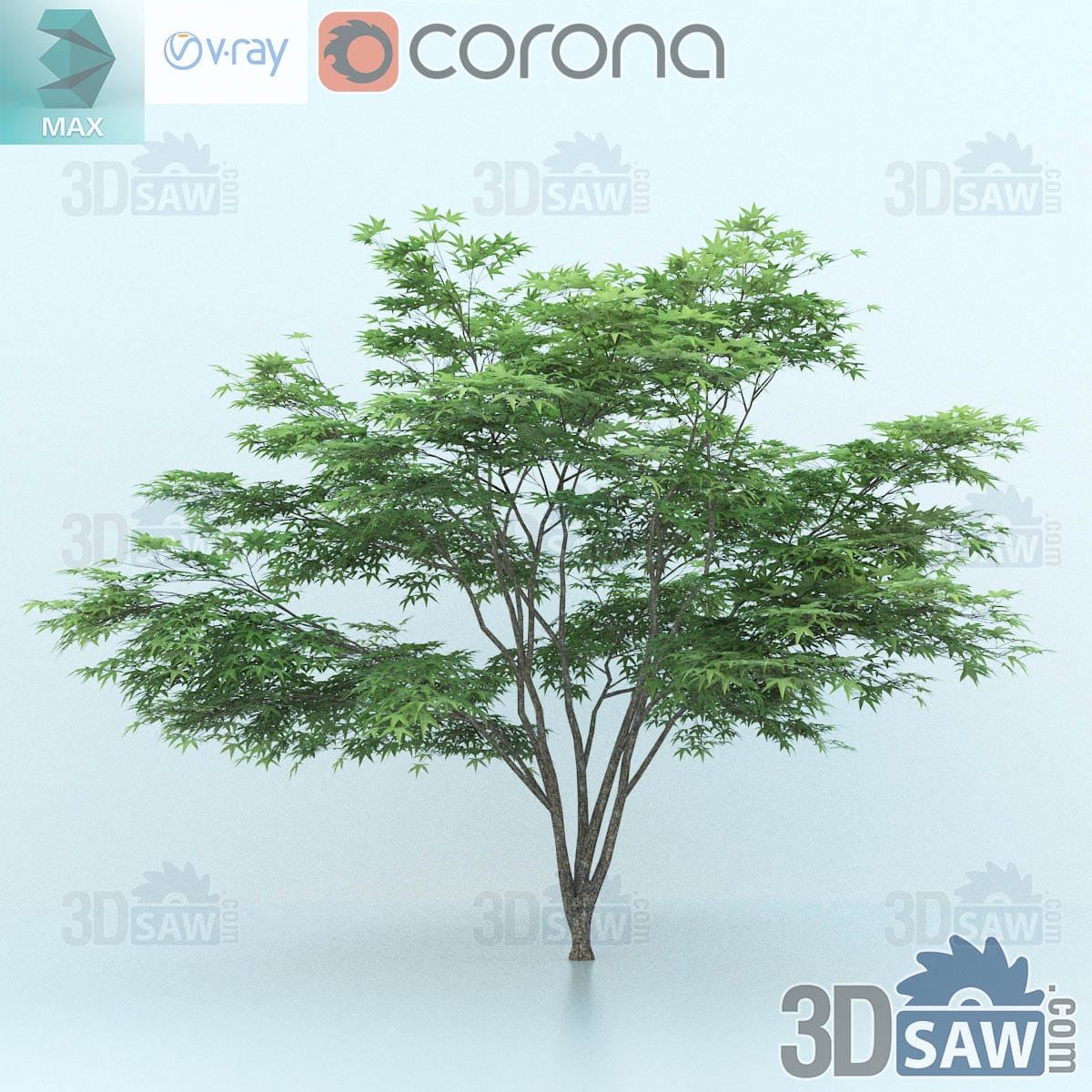 3ds Max mature Japanese maple with multiple stems and a broad domed canopy of green palmate leaves