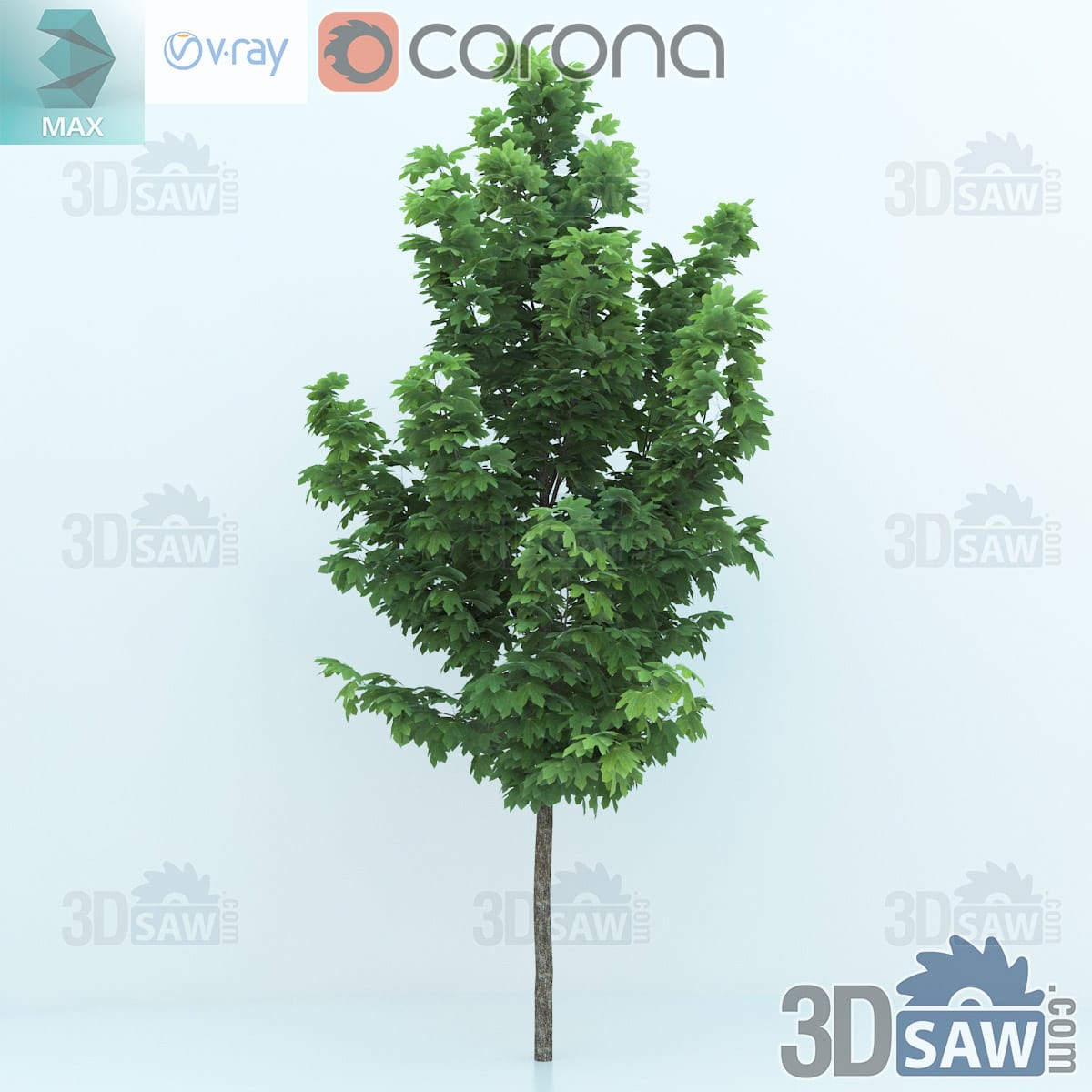 3ds Max Norway maple sapling with low forming side branches and an open crown of large green leaves
