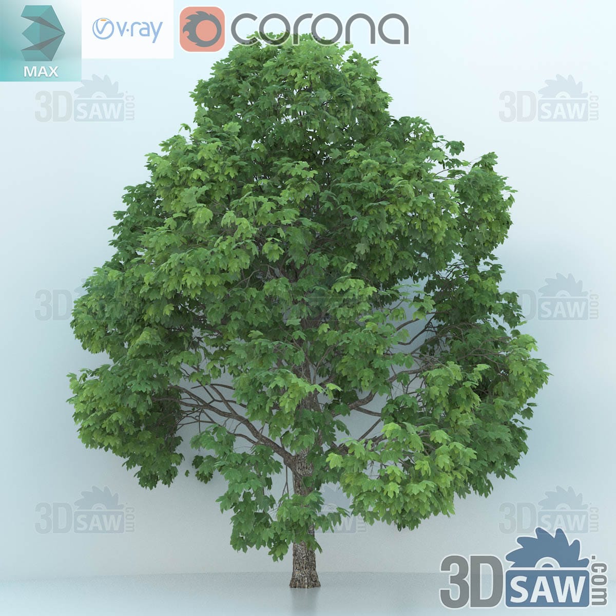 3ds Max large old Norway maple with a thick trunk, heavy limbs and a wide deep green canopy