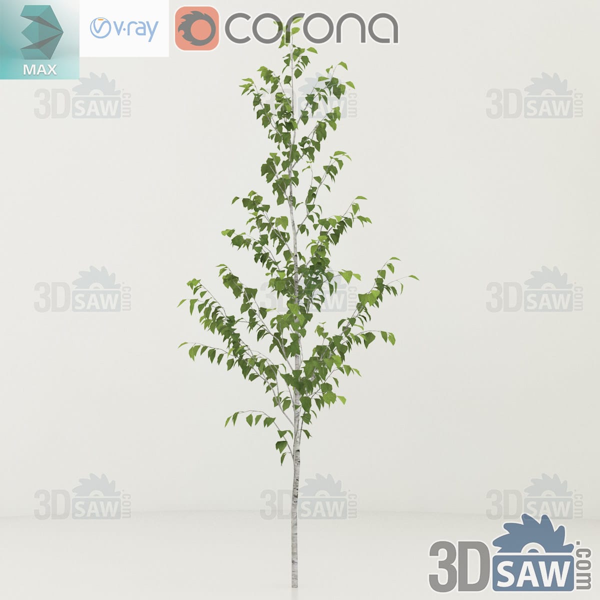 3ds Max young Himalayan birch with a slim white trunk and a narrow feathery green crown
