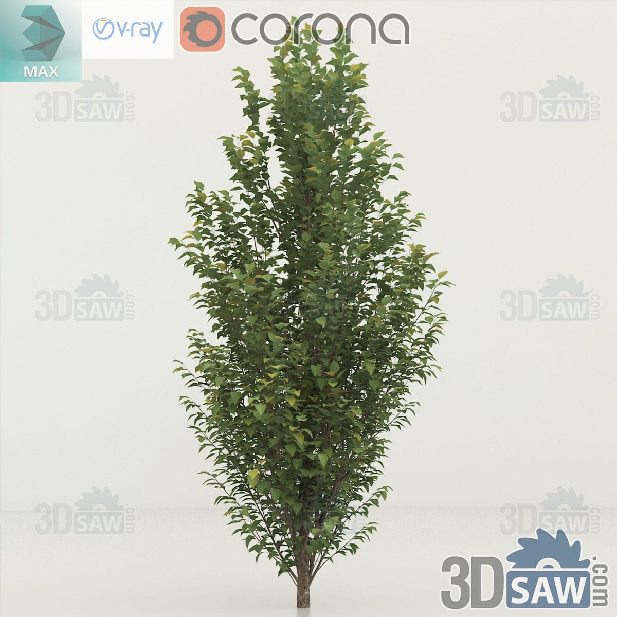3ds Max young columnar common hornbeam with dense small ribbed green leaves and a tight upright habit