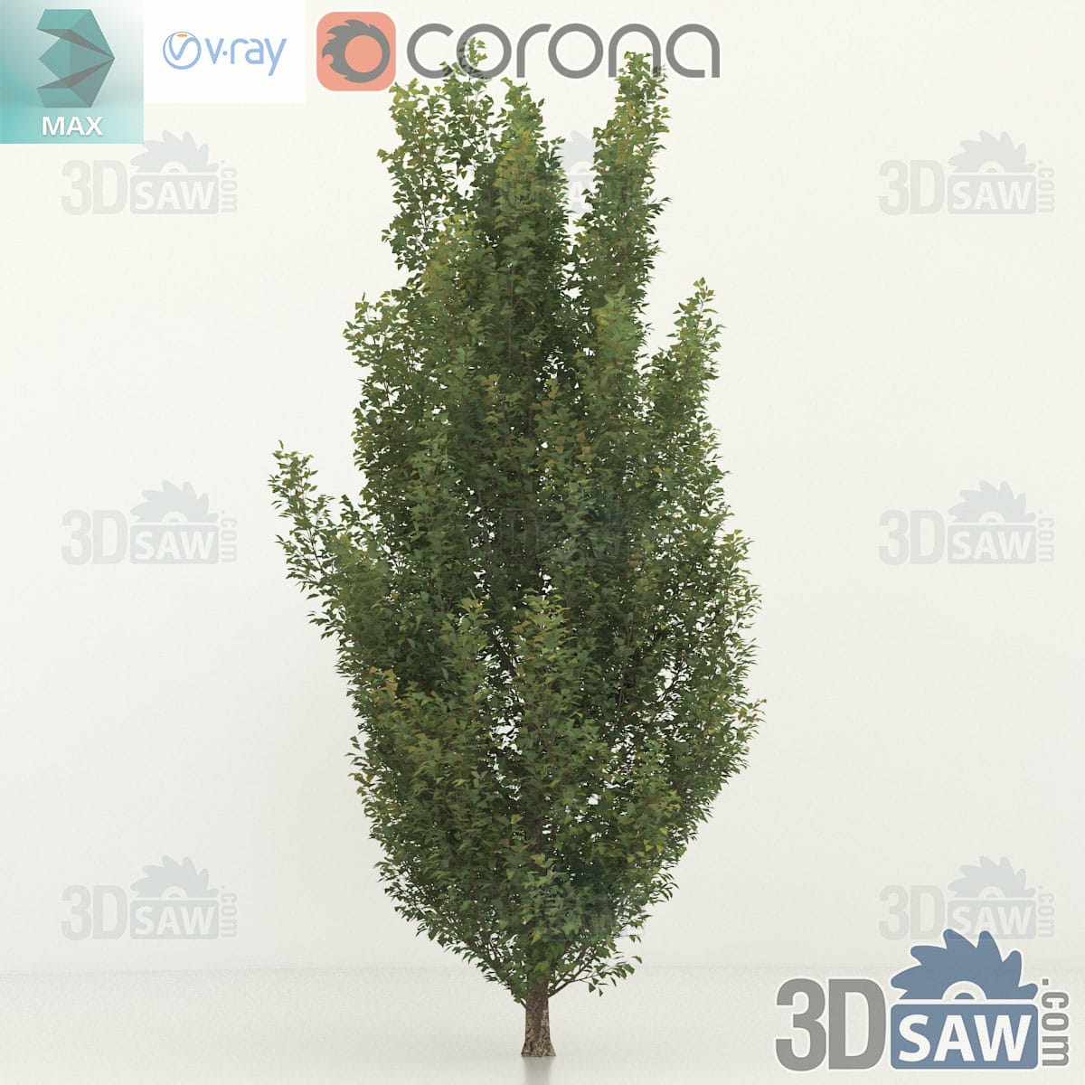 3ds Max mature common hornbeam with a broad deep green crown and a stout fluted trunk