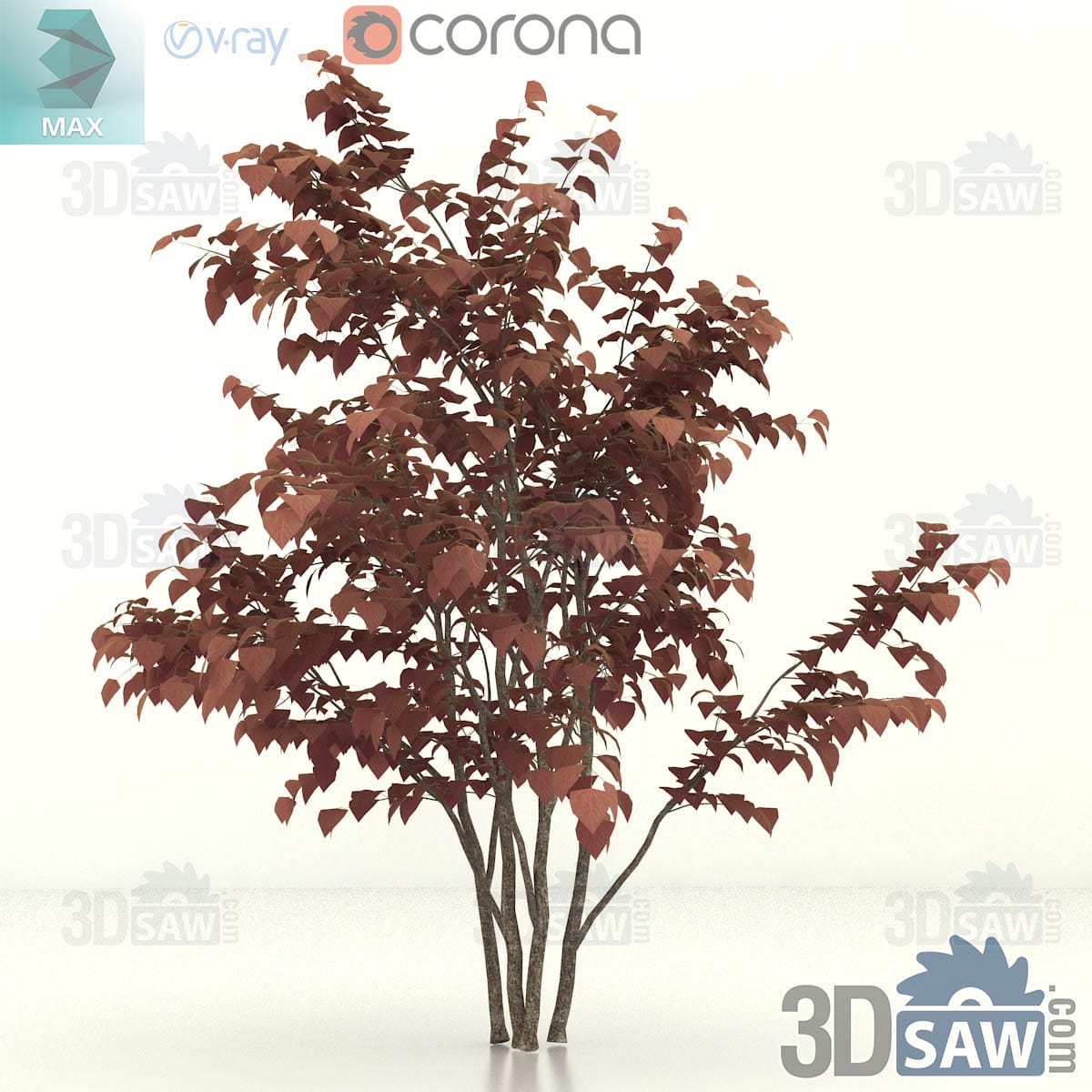 3ds Max large old purple-leaf eastern redbud with heavy leaning stems and a wide burgundy canopy