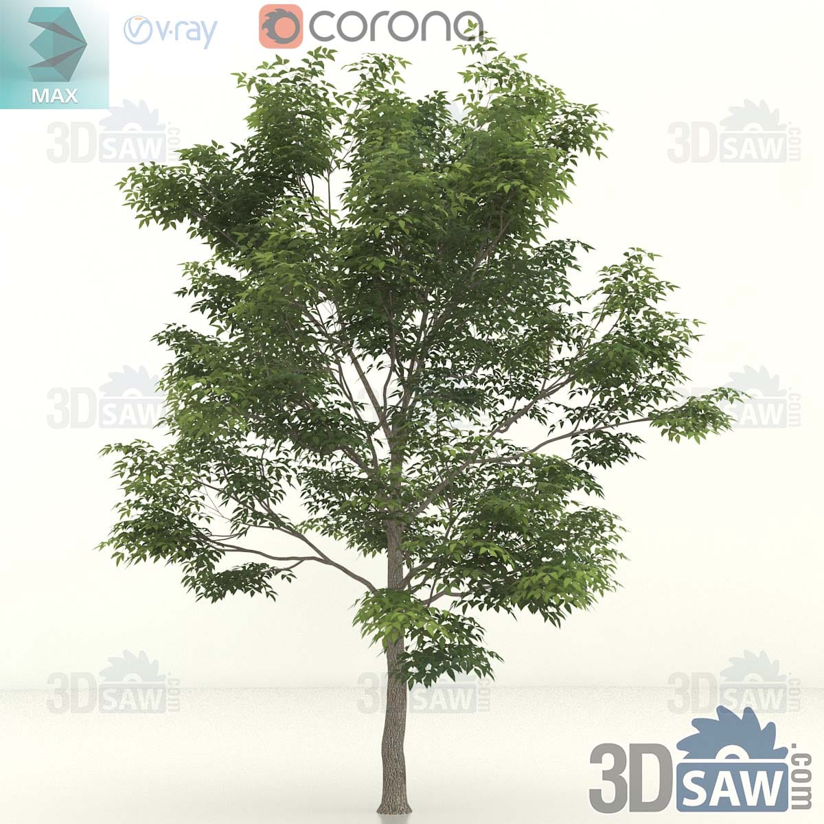 3ds Max common ash sapling with low spreading branches and a loose crown of feathery compound leaves