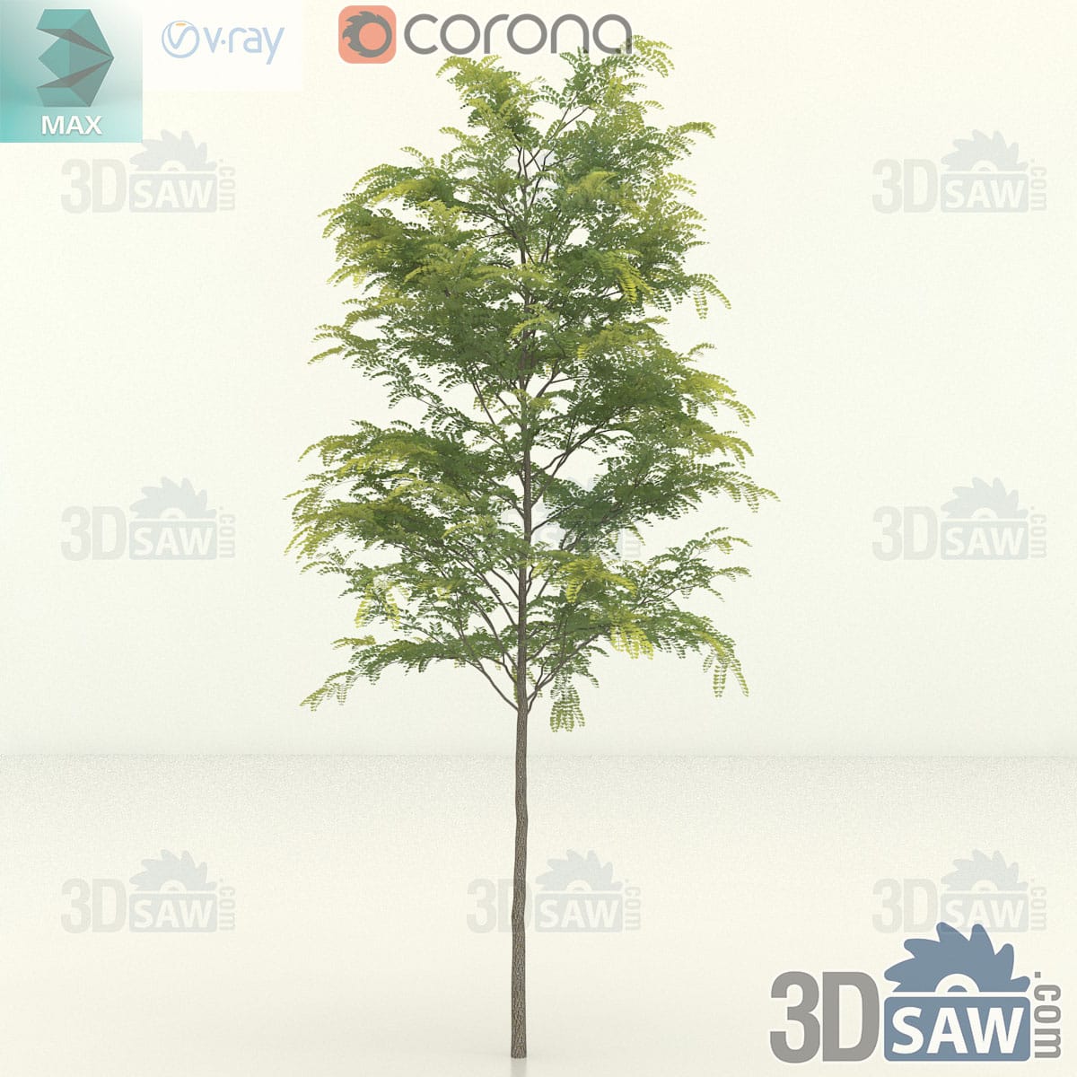 Slender honey locust sapling with an open airy canopy and a long bare lower trunk