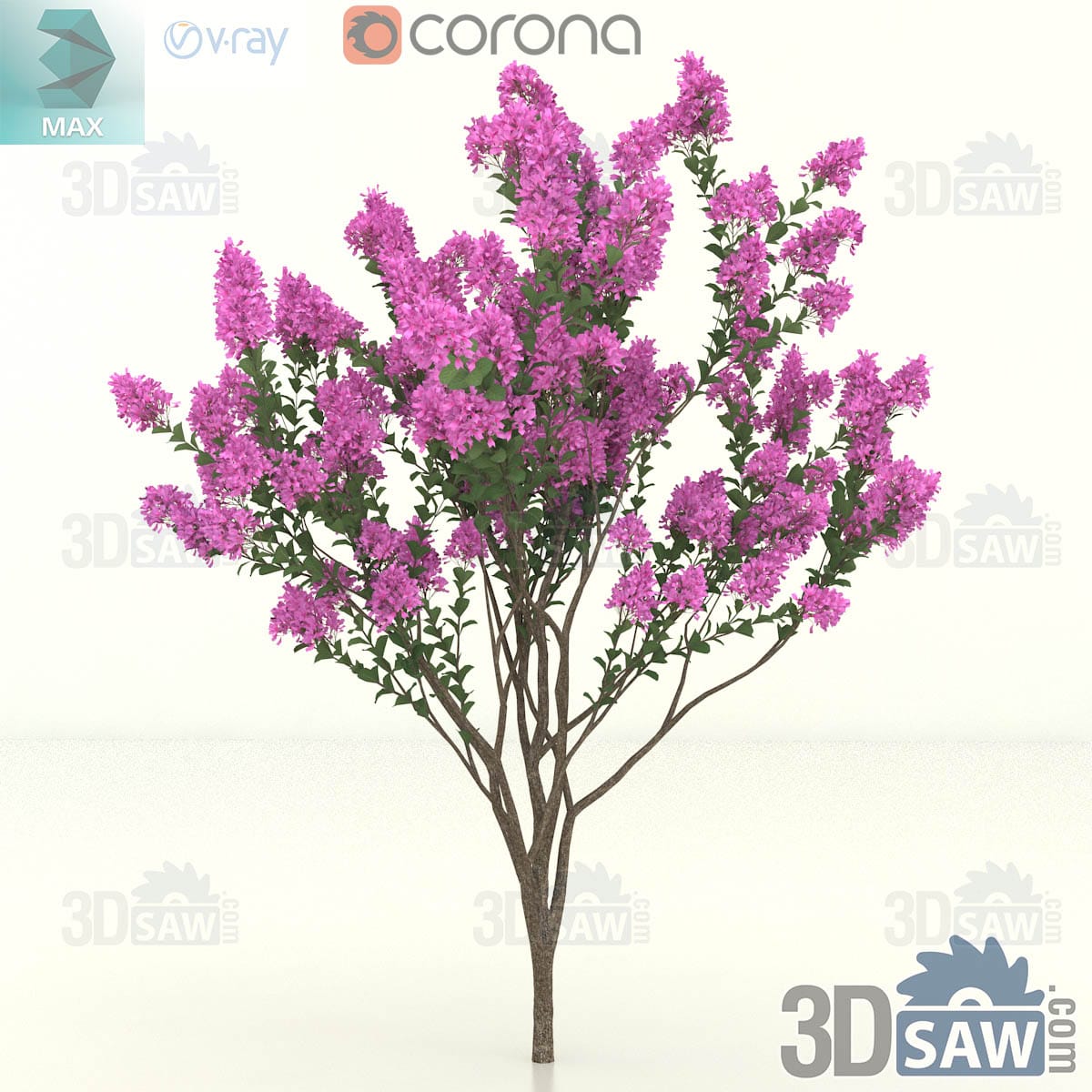Semi-mature multi-stem crape myrtle forming an open vase crown dense with pink flower spikes