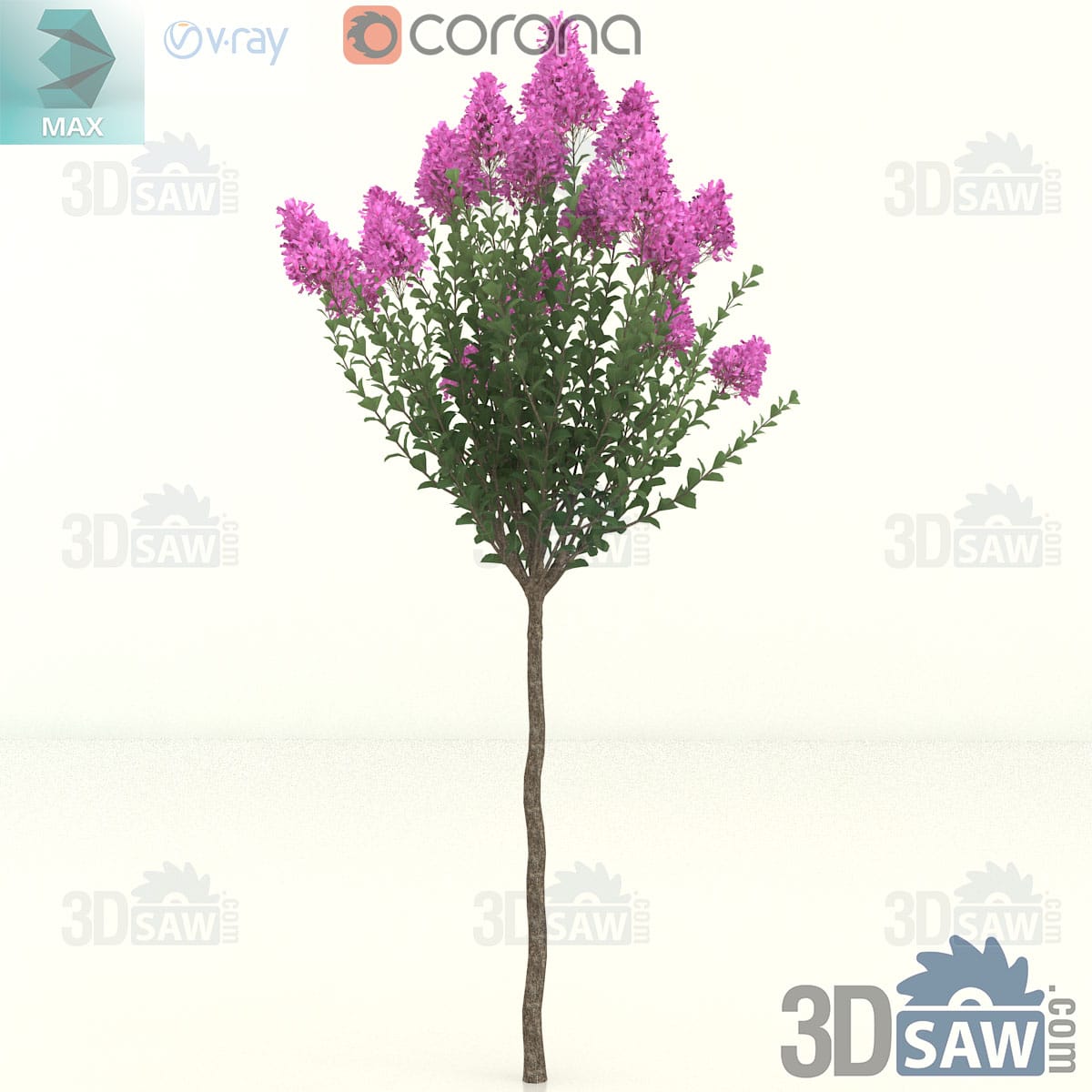Crape myrtle standard tree with a compact rounded head of pink flowers on one slender straight trunk