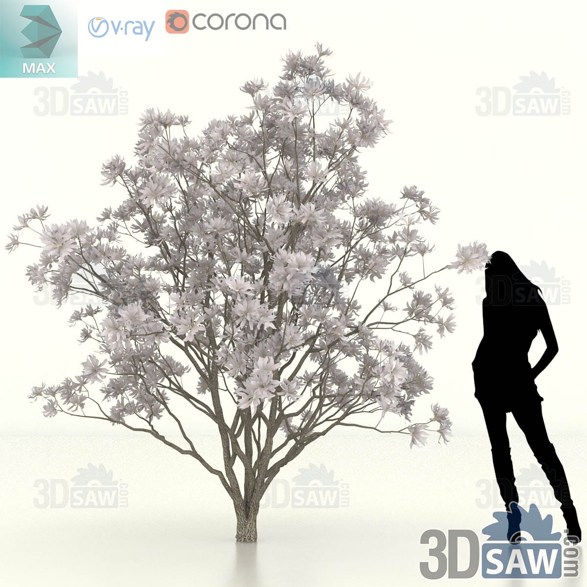 Star magnolia with a wide low spreading crown of soft pink-white star flowers on an open branch structure