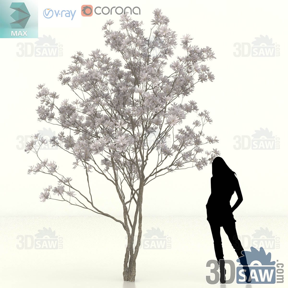 Semi-mature star magnolia forming an open vase of stems with a loose flowering crown and clean lower trunk