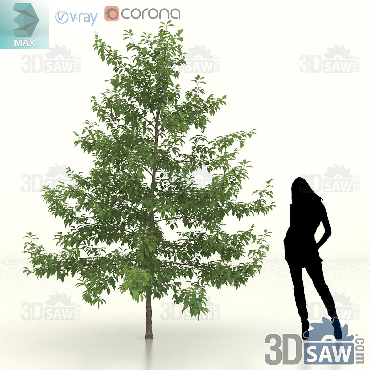 Black gum with a broad-based cone of dark green foliage, lower branches dipping outward under a pointed leader