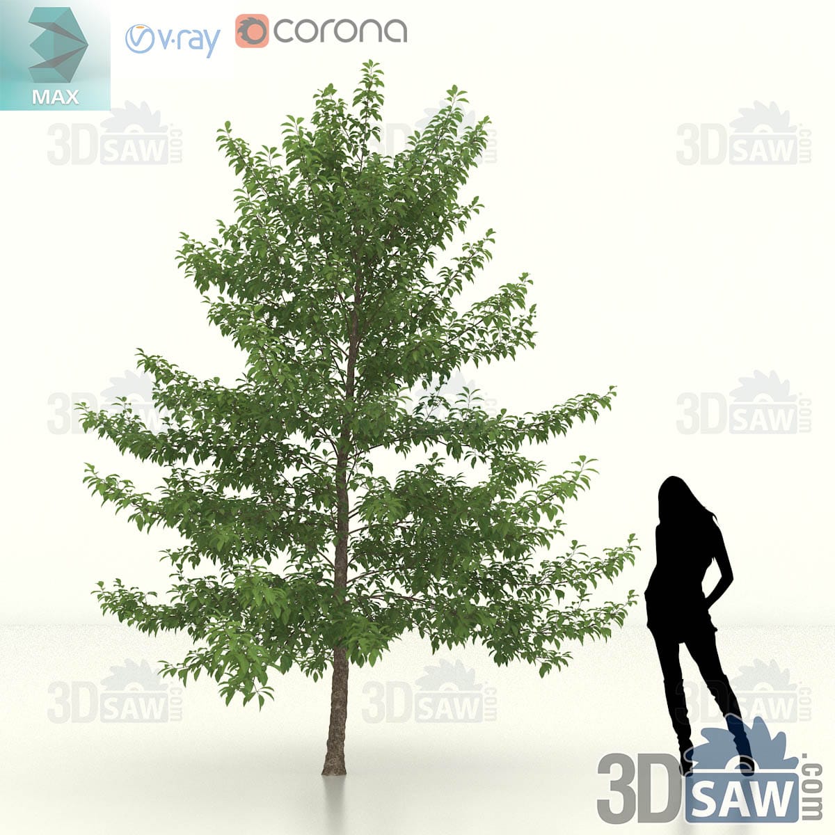 Mature black gum with heavy scaffold limbs and a tall deep conical crown of dark green foliage on a thick trunk
