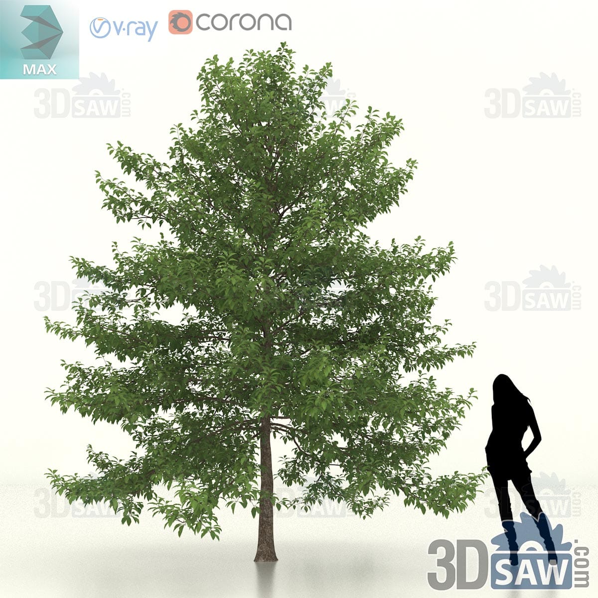 Large black gum specimen with a towering dense green crown and wide low limbs on a stout trunk