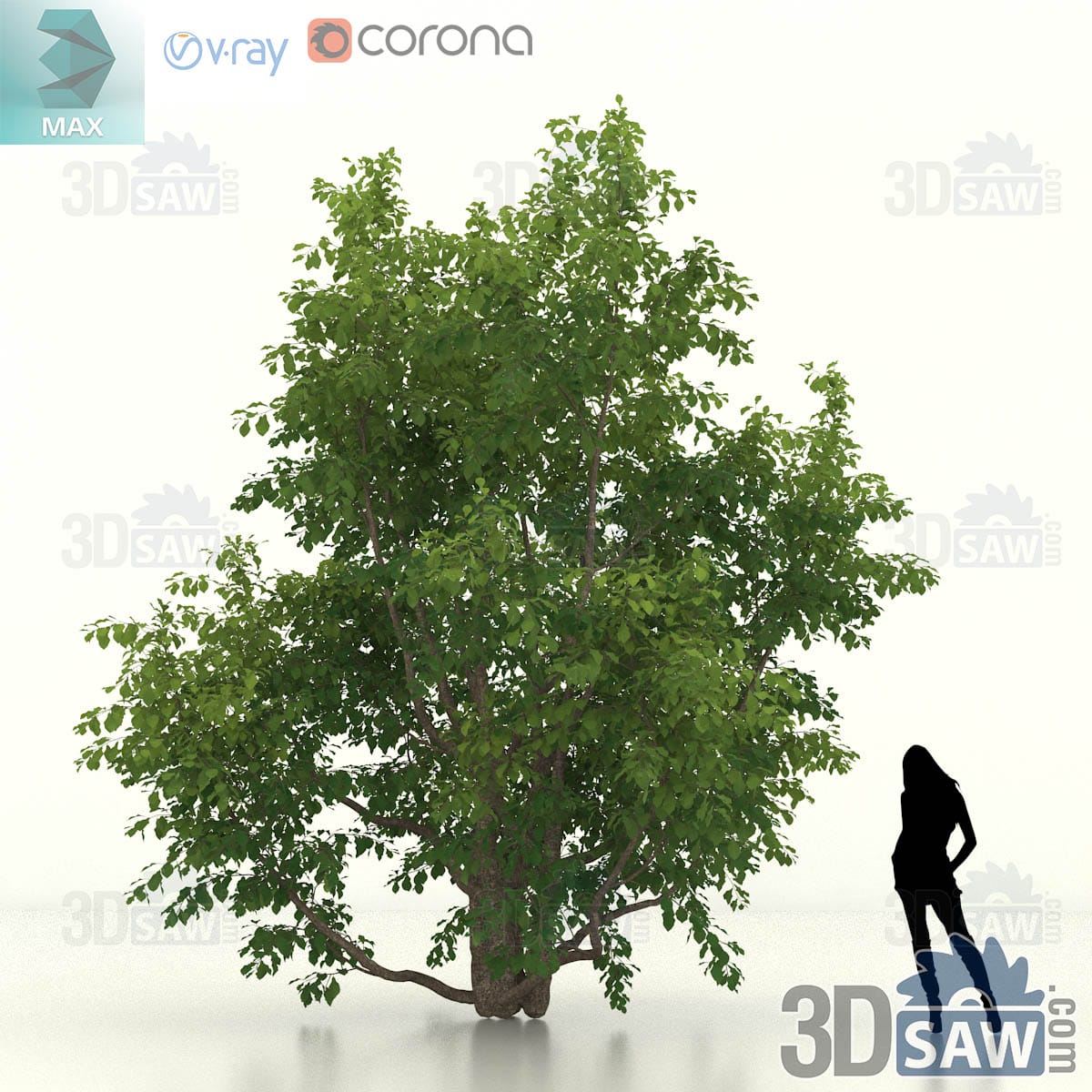 Large Persian ironwood specimen with a deep wide-spreading green crown on a heavy cluster of stems